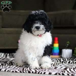 Frisky, Standard Poodle Puppy